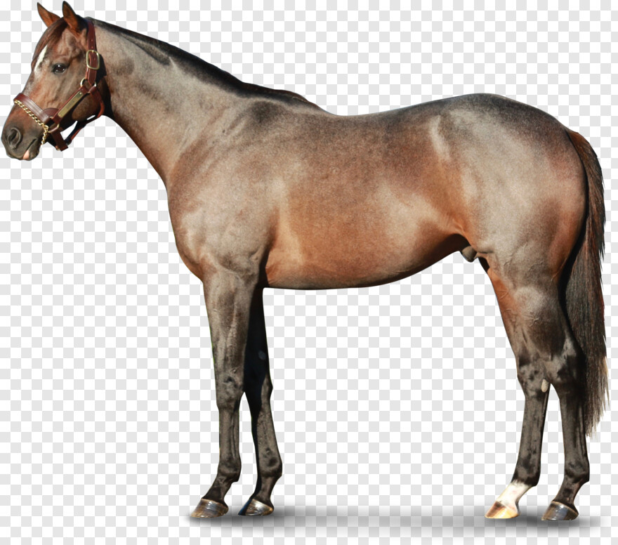  Horse Logo, Black Horse, Horse Mask, Horse Head, White Horse