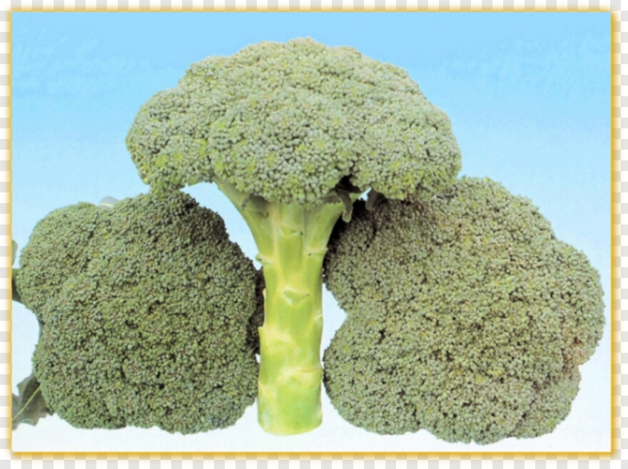 broccoli # 1112137