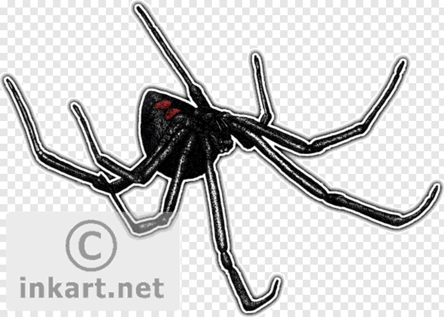 spider-webs # 351893