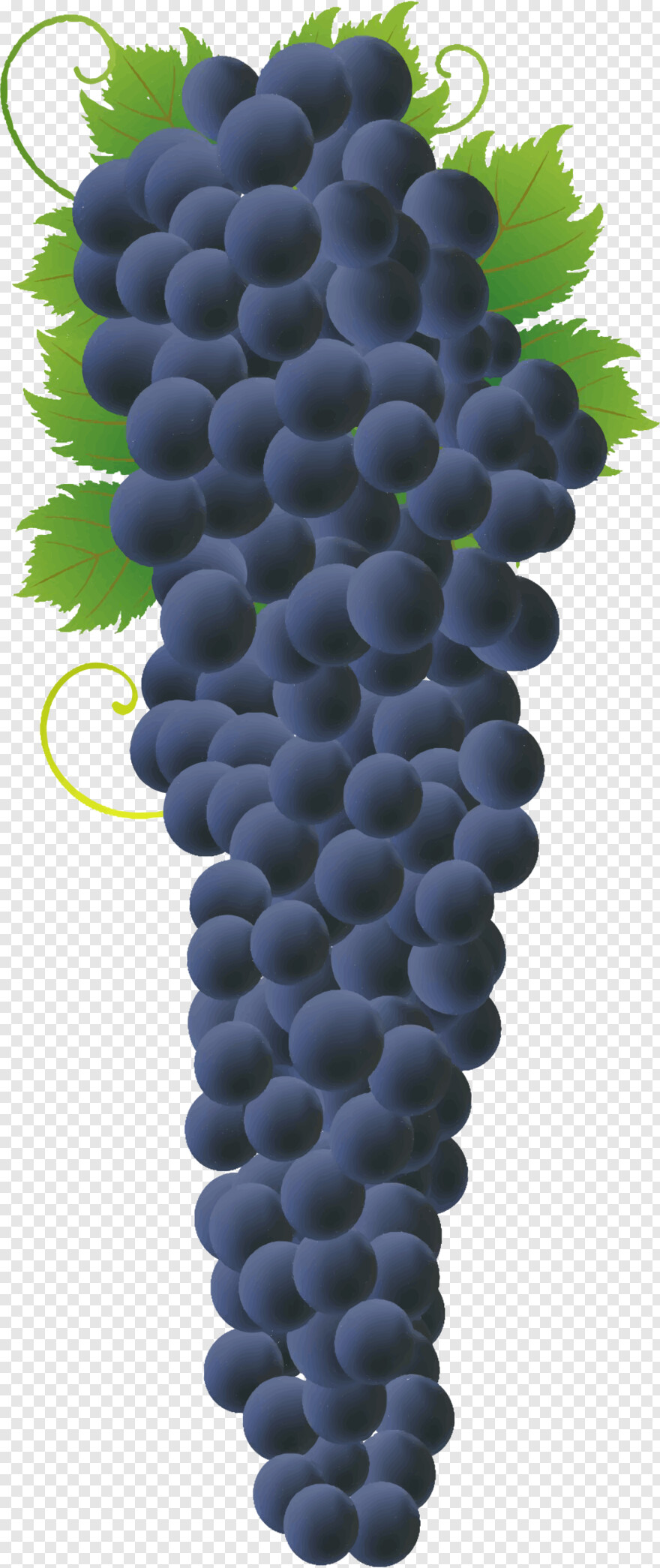 grape-vine # 365307