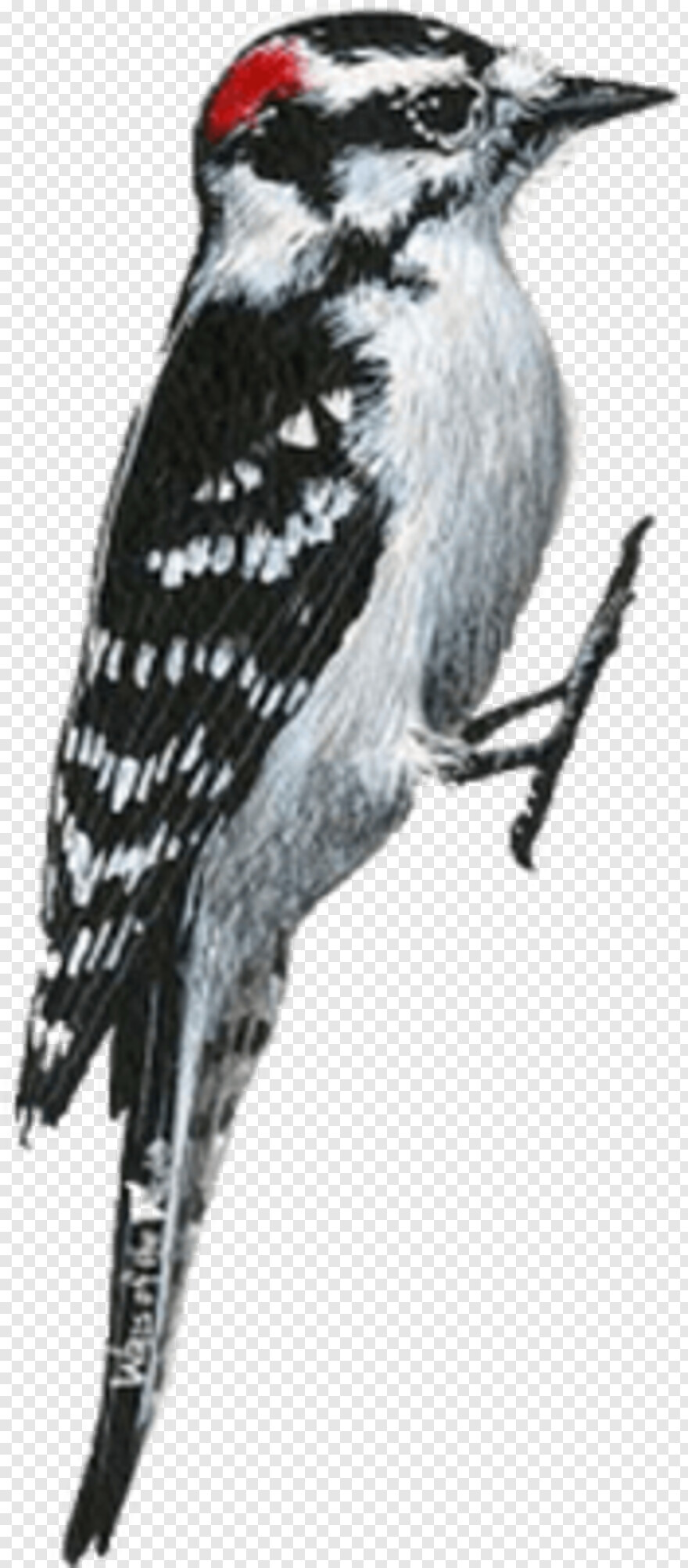 woody-woodpecker # 588780