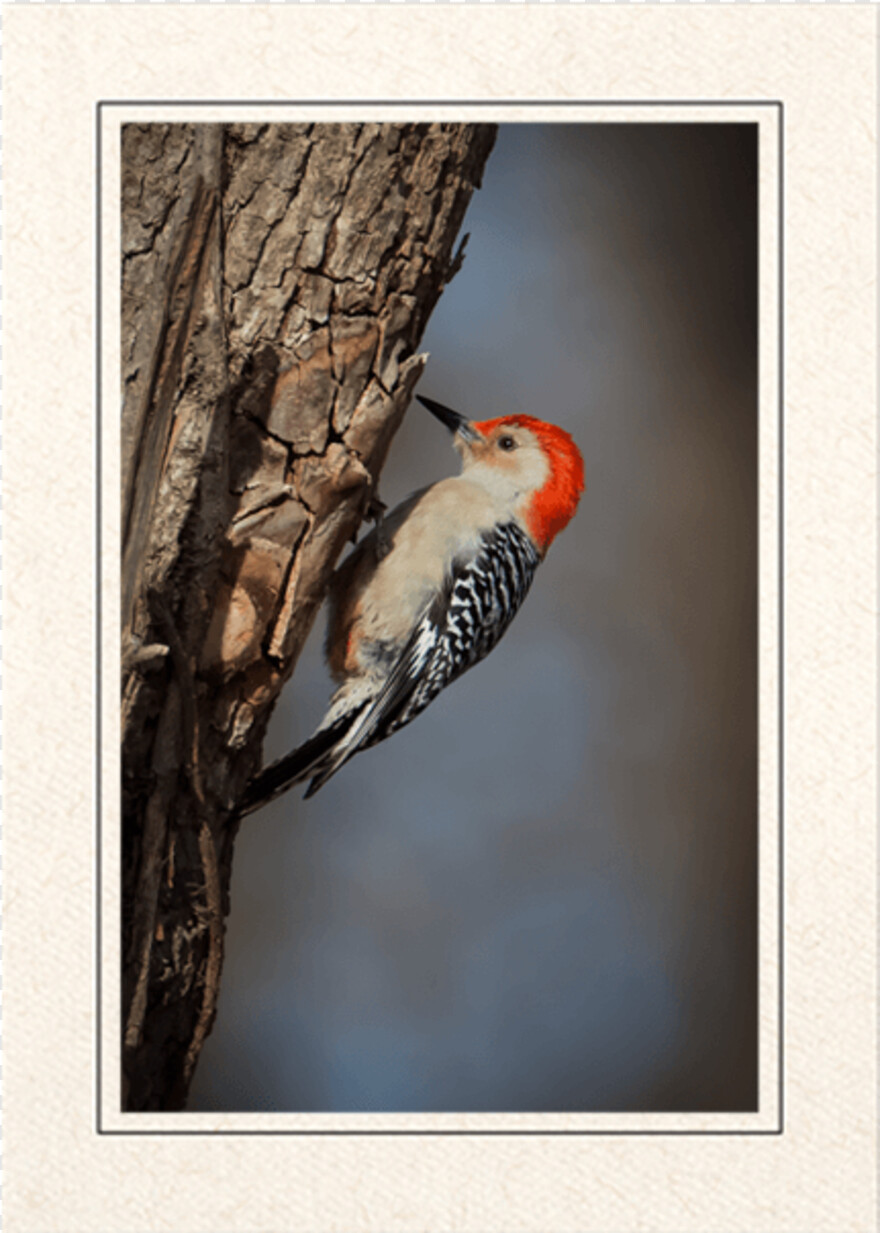 woody-woodpecker # 374985