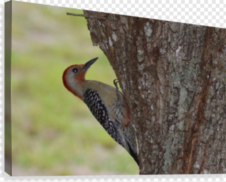 woody-woodpecker # 374949