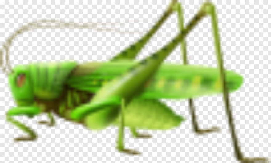 grasshopper # 783364