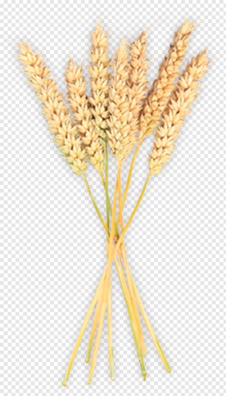 wheat-stalk # 801247