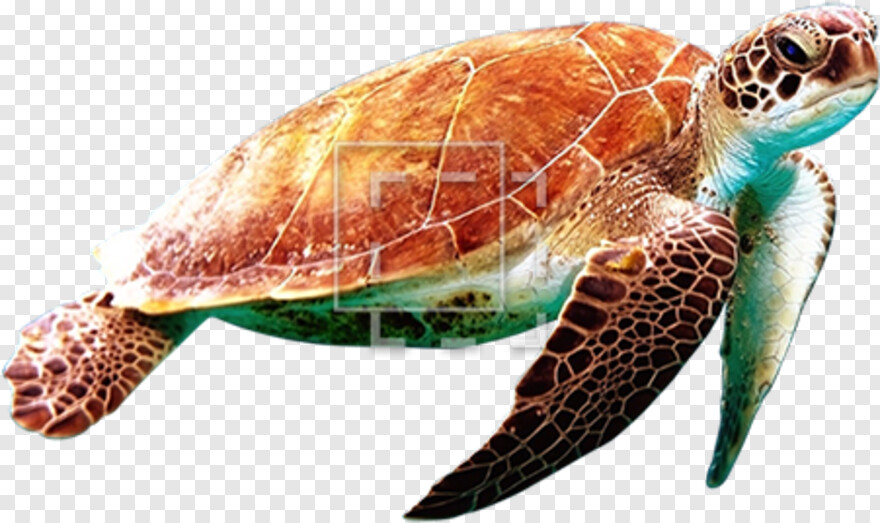 turtle-clipart # 428488