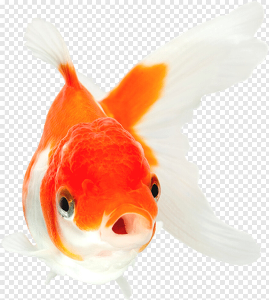 fish-emoji # 832260
