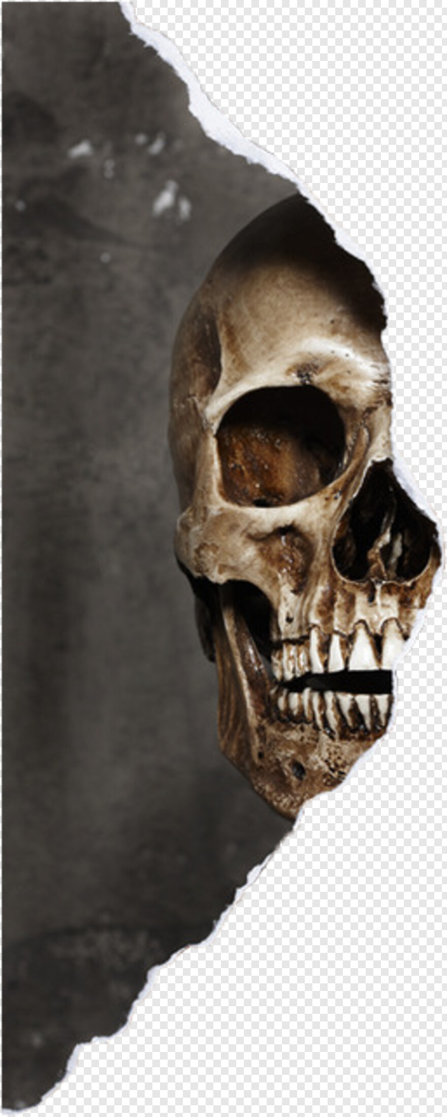  Skeleton Head, Skeleton Key, Skeleton Arm, Skeleton Hand, Skeleton, Face Silhouette