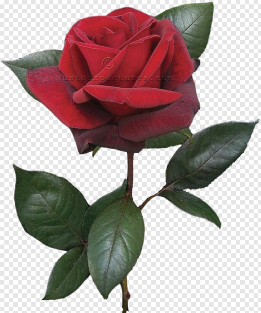  Rose Petals Falling, Single Rose Flower, Single Rose, Rose Border, Rose Tattoo, Rose Bud