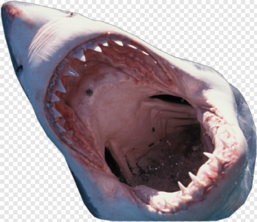 great-white-shark # 428505
