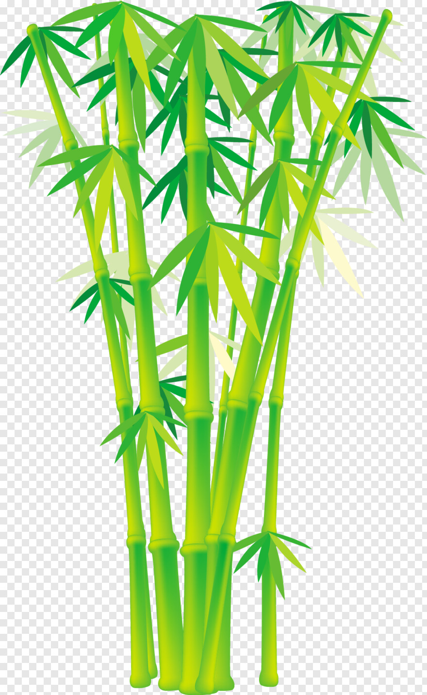  Bamboo, House Plant, Bamboo Frame, Potted Plant, Green Grass, Vine Plant
