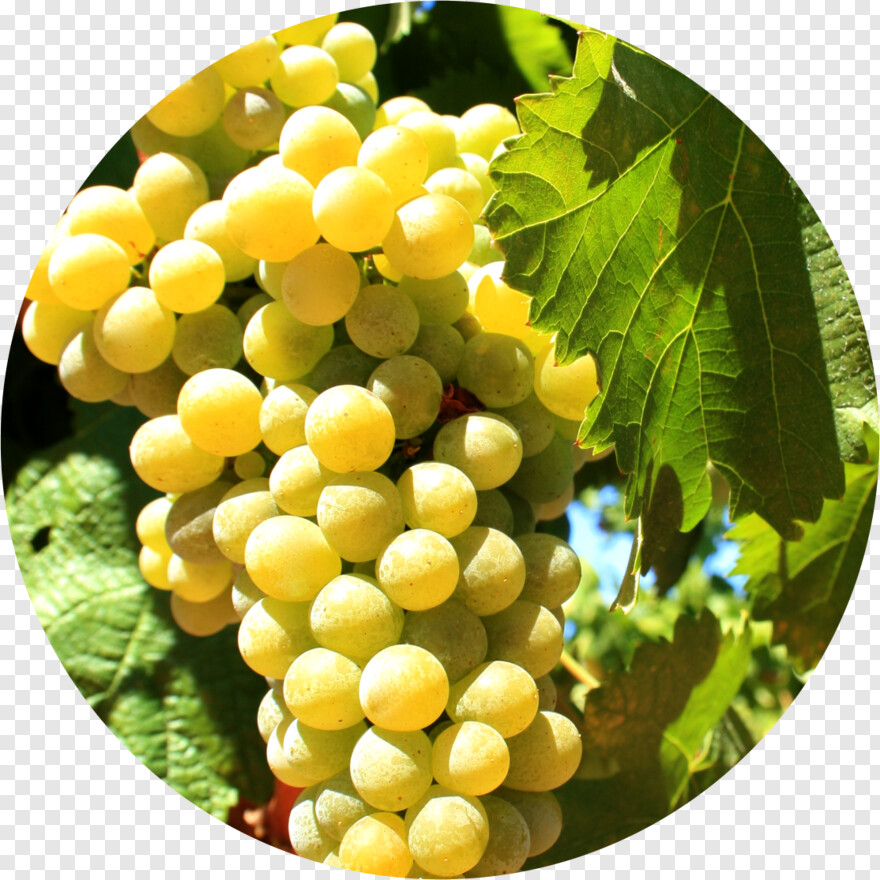 grape-vine # 365252