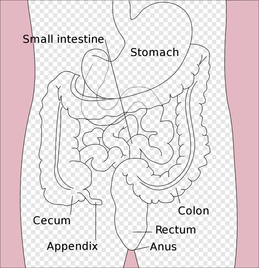stomach # 610574