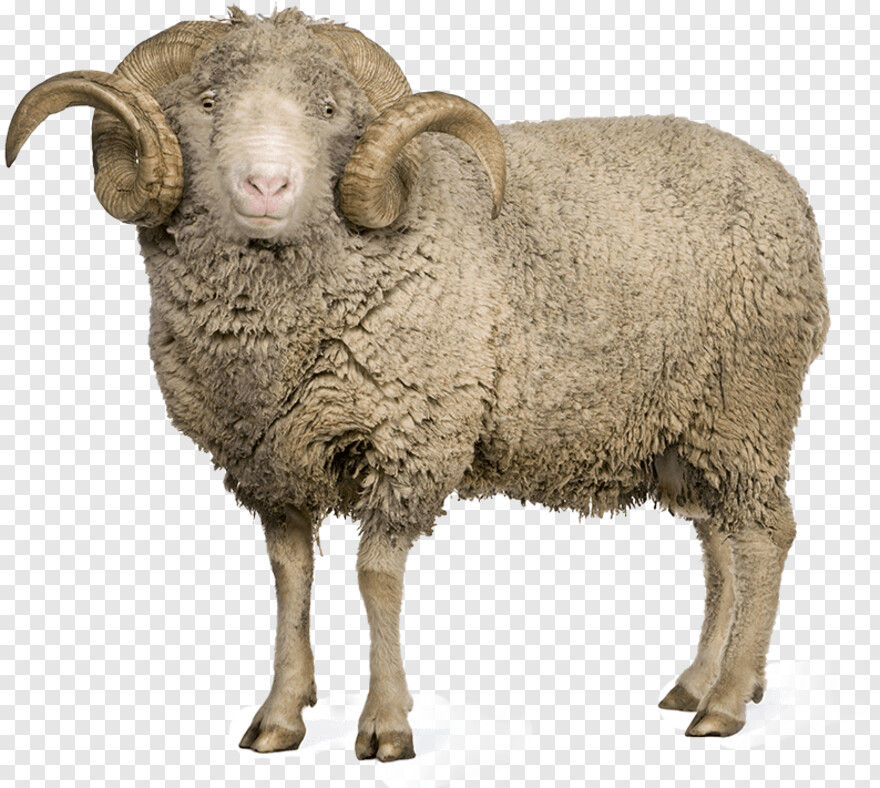 sheep # 631251