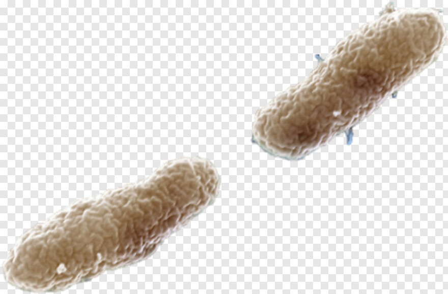 bacteria # 426012