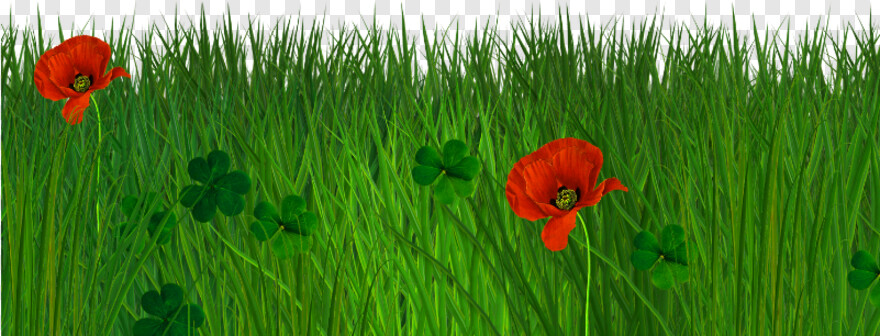 grass-for-photoshop # 824025