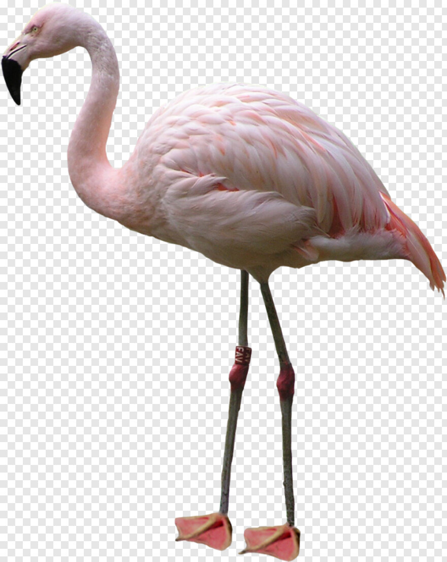 flamingo # 371537