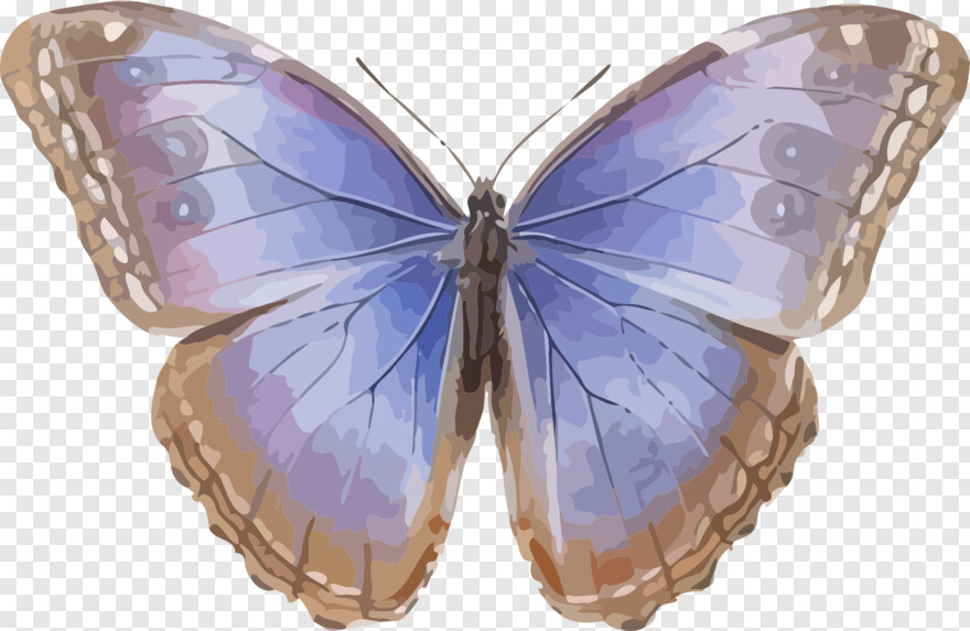 purple-butterfly # 1094807