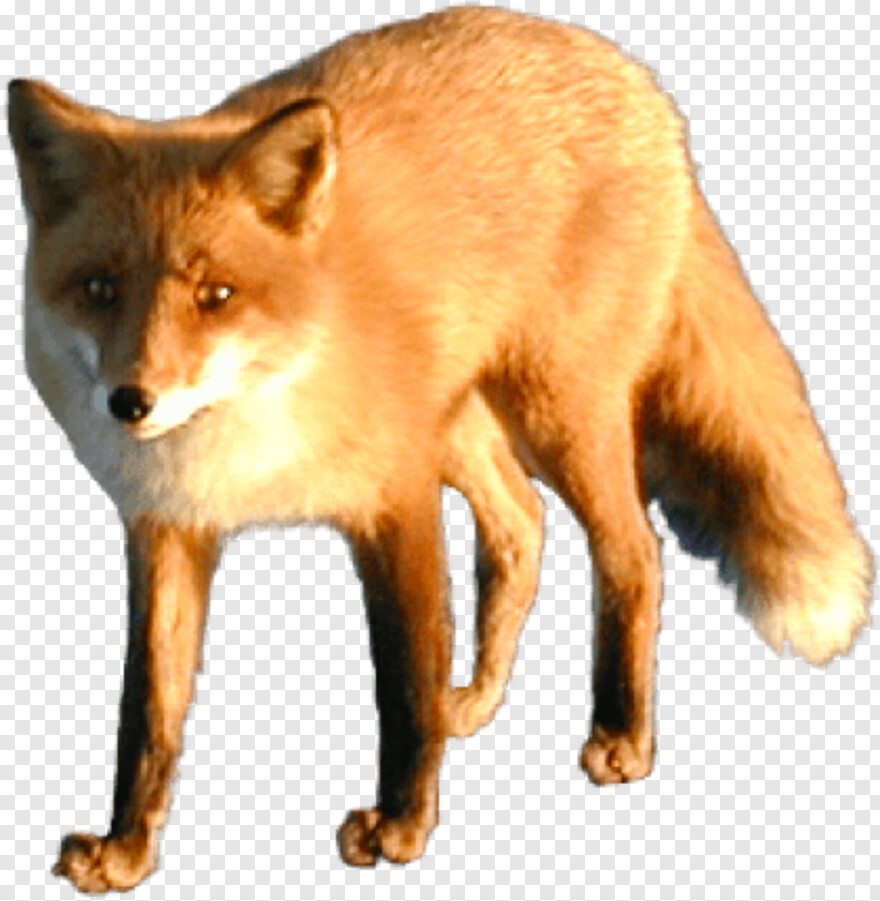 fox # 814893