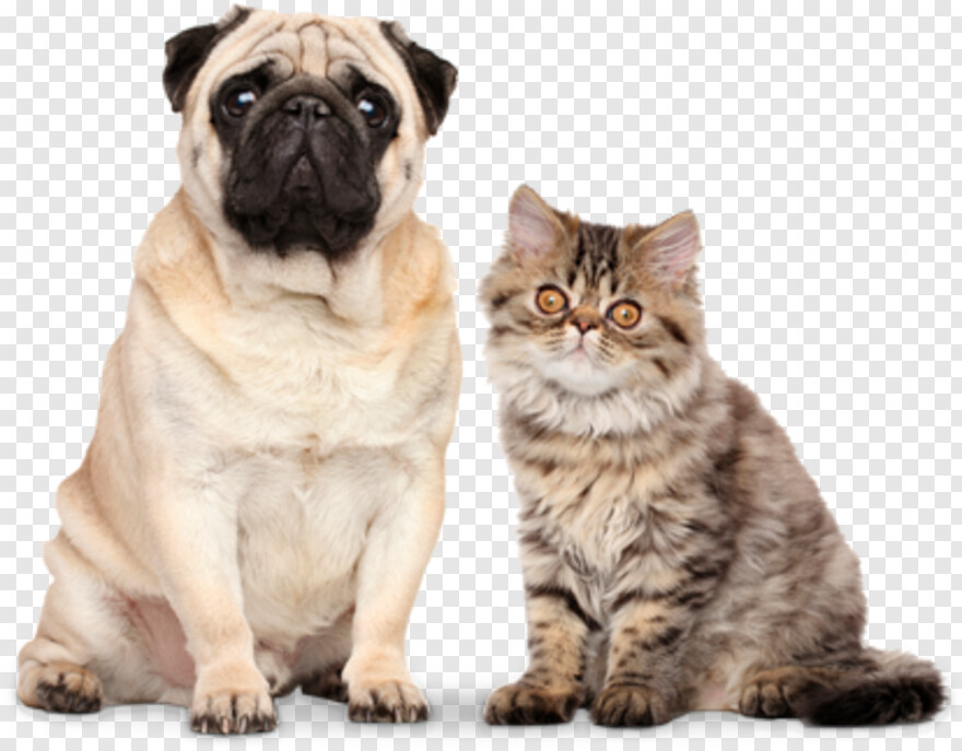 dog-and-cat # 1049895