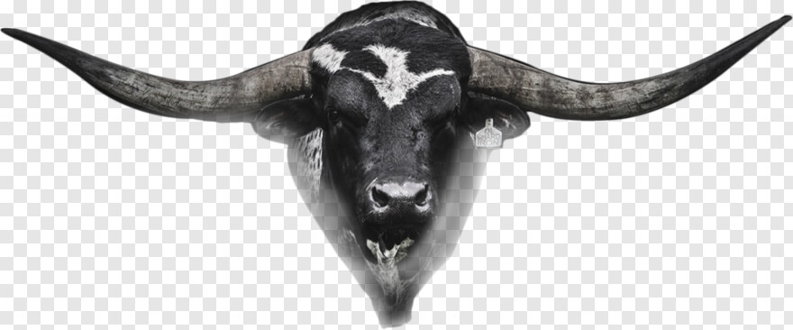 bull-head # 1102854