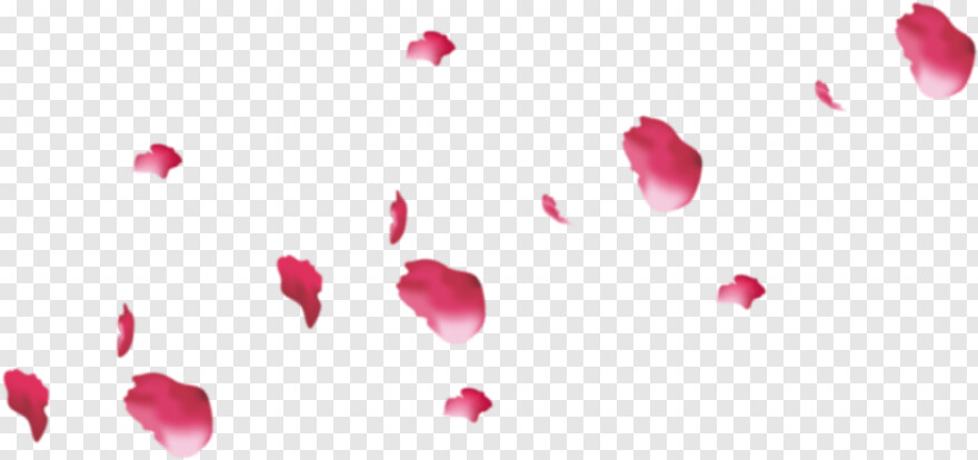 pink-rose-petals # 824437