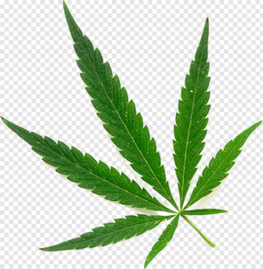 marijuana-leaf # 451380
