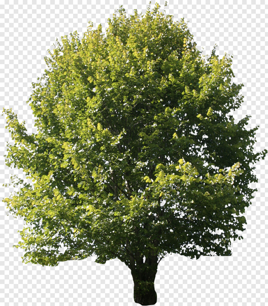 green-trees # 469741
