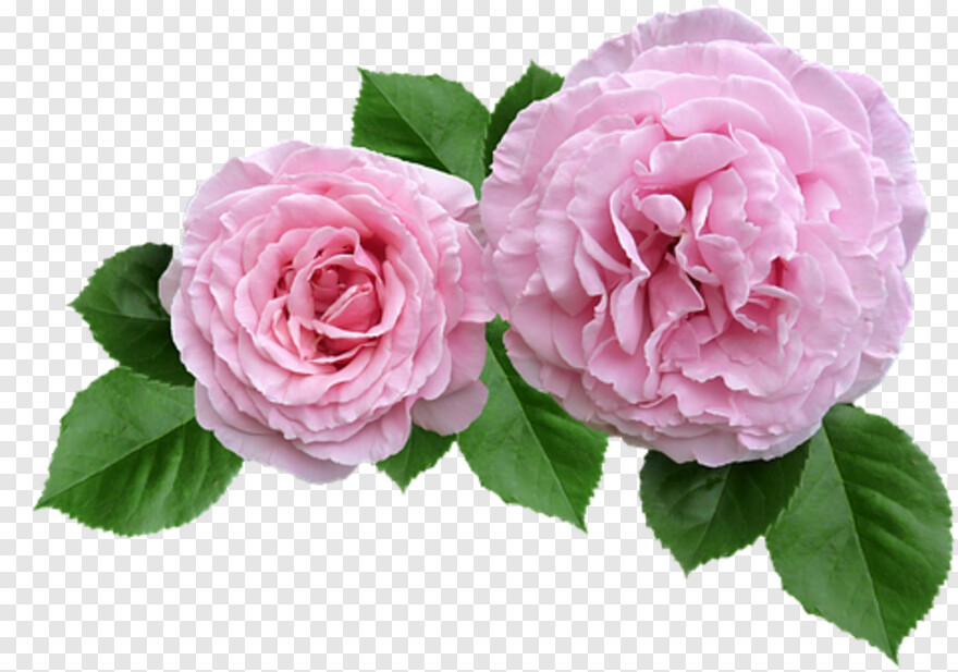 pink-rose-petals # 933848
