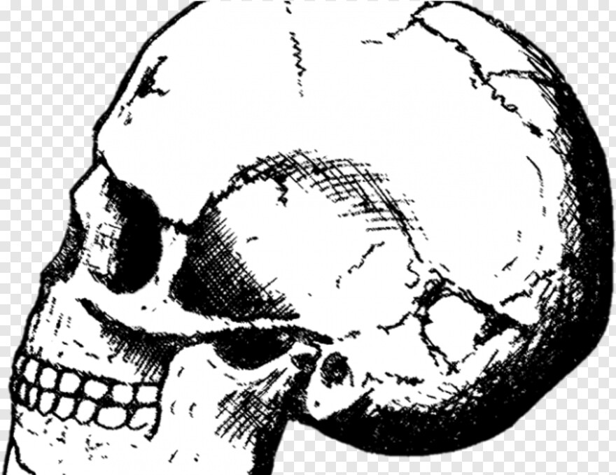 Black Skull, Skull Drawing, Pirate Skull, Bull Skull, Skull Tattoo, Skull And Crossbones