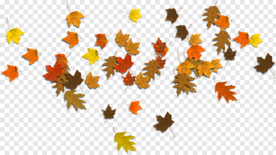 fall-leaves # 441965