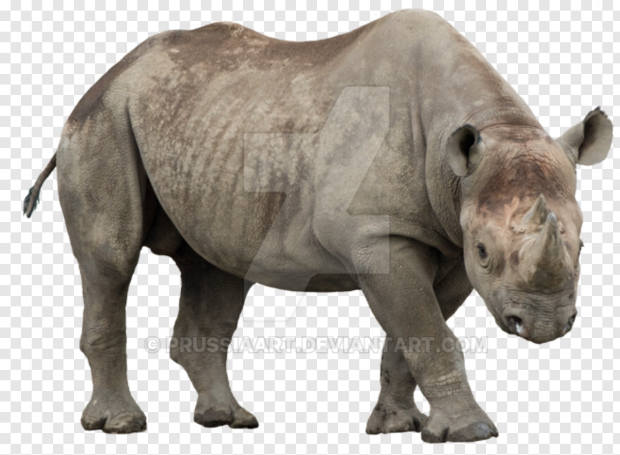 rhino # 634633
