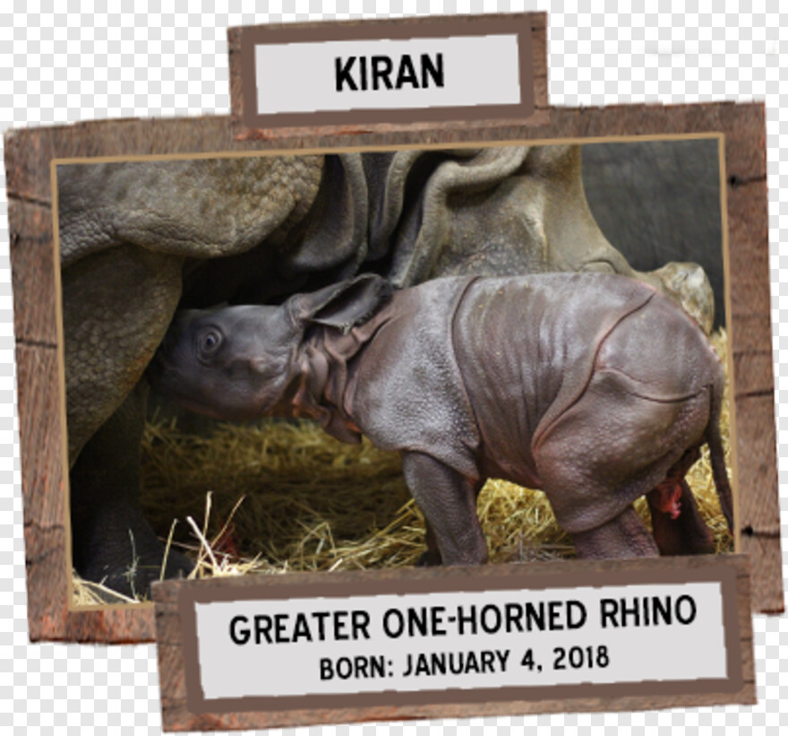 rhino # 434747