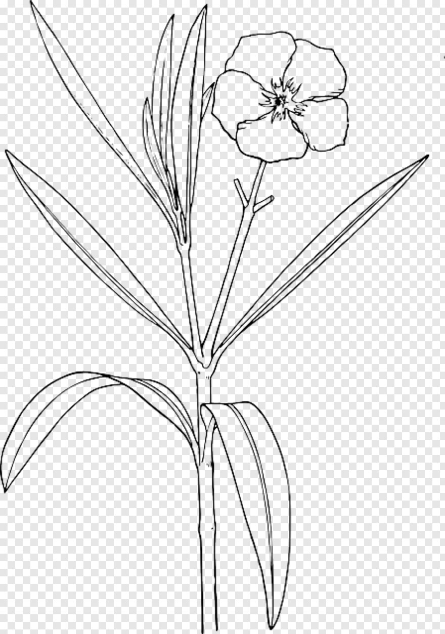 flower-drawing # 1098263