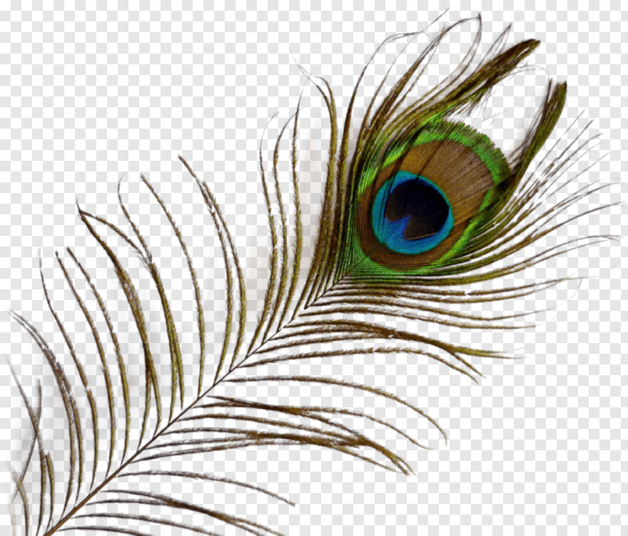 peacock-feather # 428414