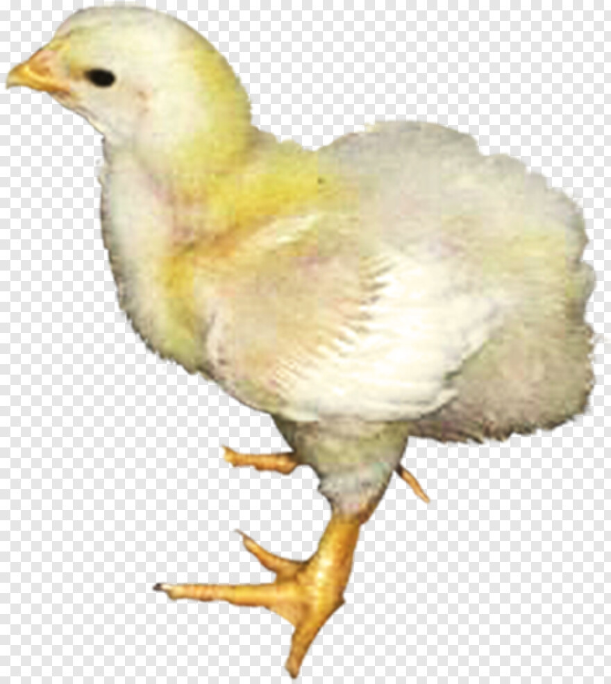 chicken # 1025921