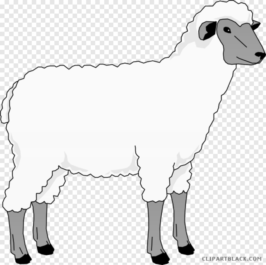 sheep # 480548