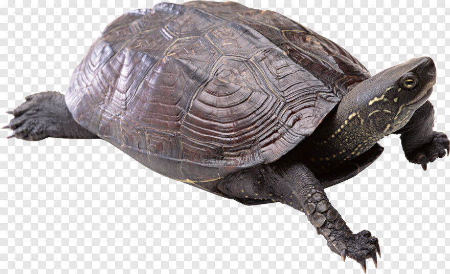  Turtle Clipart, Turtle Silhouette, Turtle Shell, Turtle, Sea Turtle