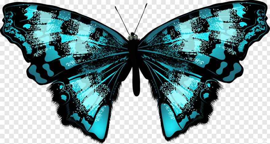butterfly-wings # 1094450