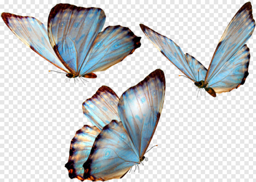 monarch-butterfly # 1094797