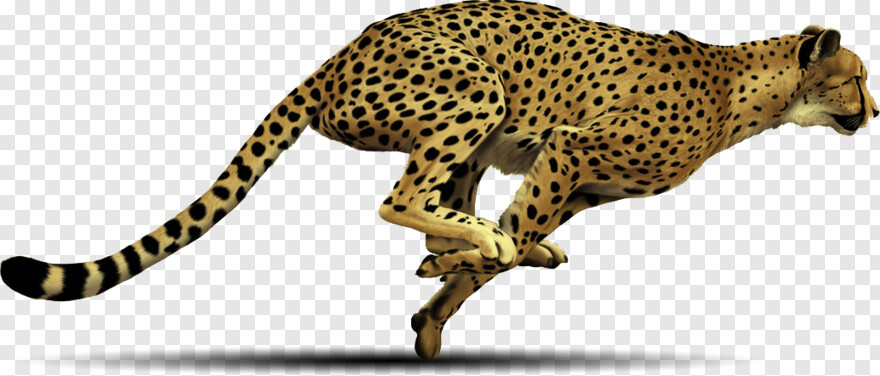 cheetah # 1029606