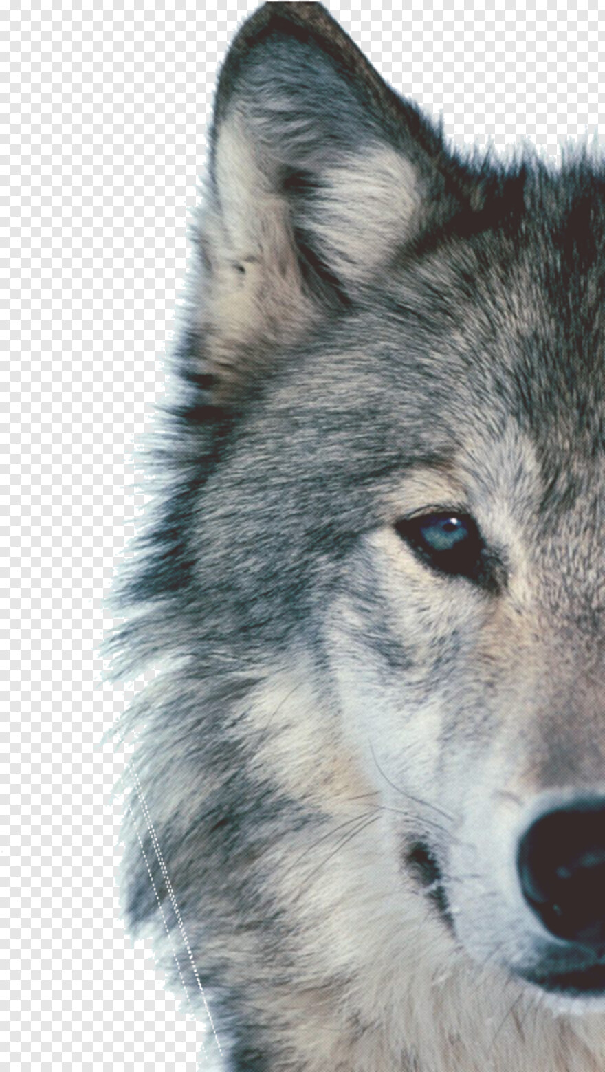 wolf-face # 849805
