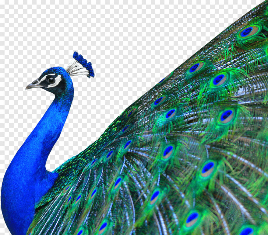 peacock # 887858
