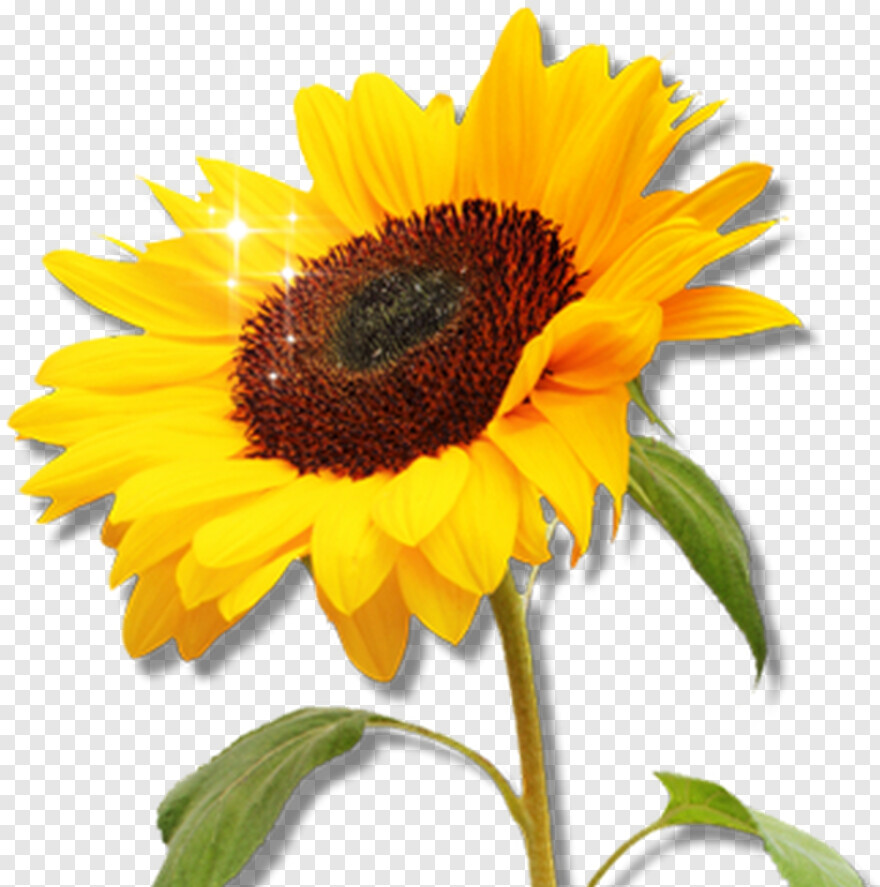sunflower-vector # 479878