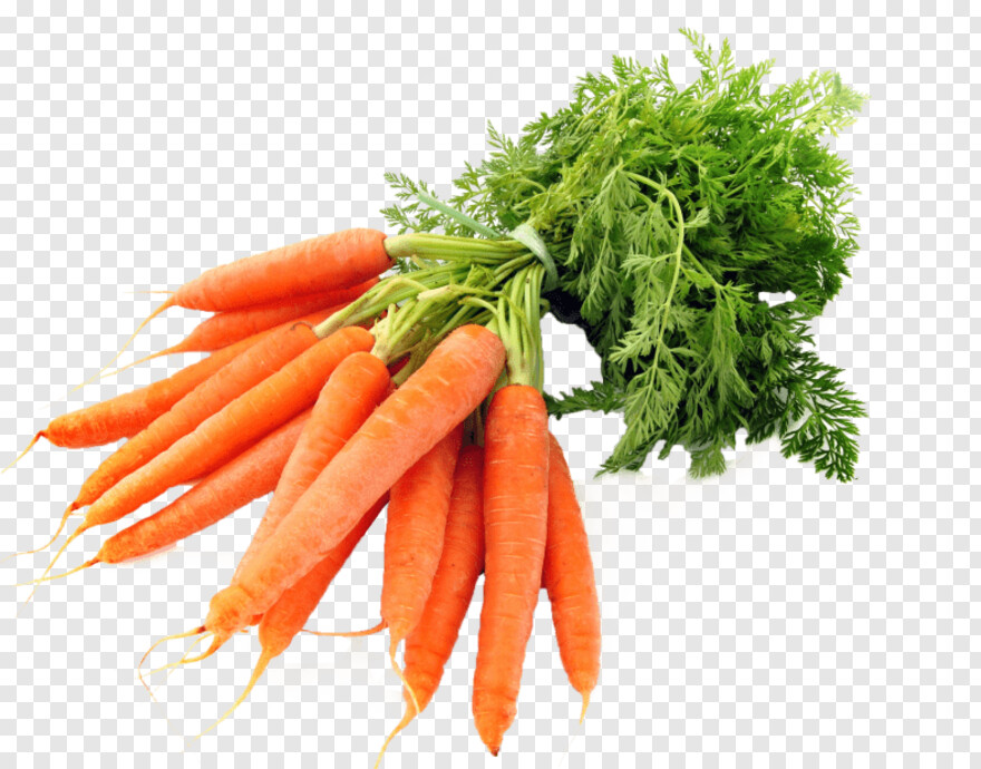 carrot # 428354