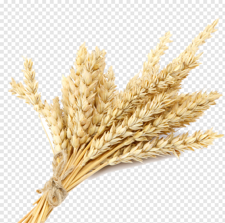 wheat-stalk # 401355