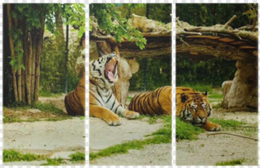 tiger-stripes # 602302
