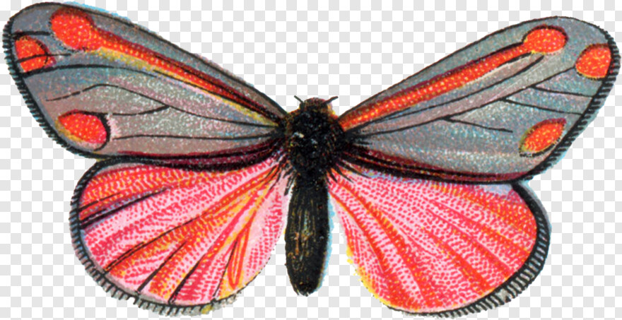 moth # 1094424