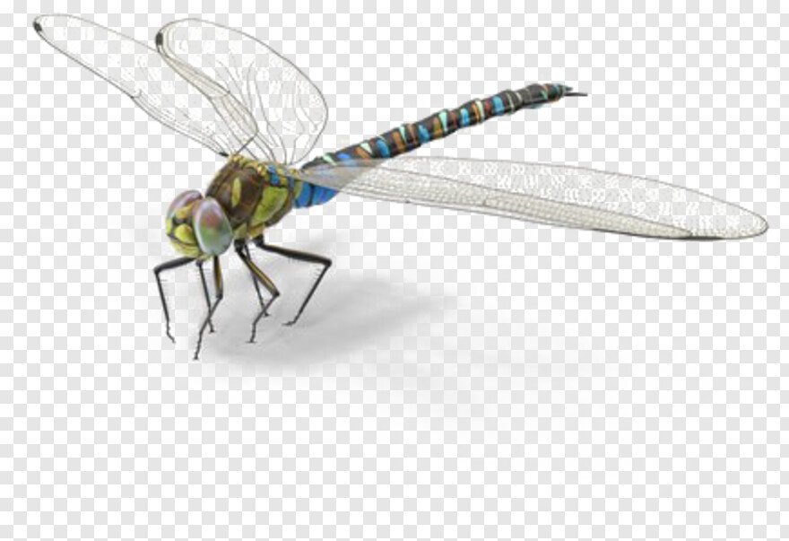 dragonfly # 884951
