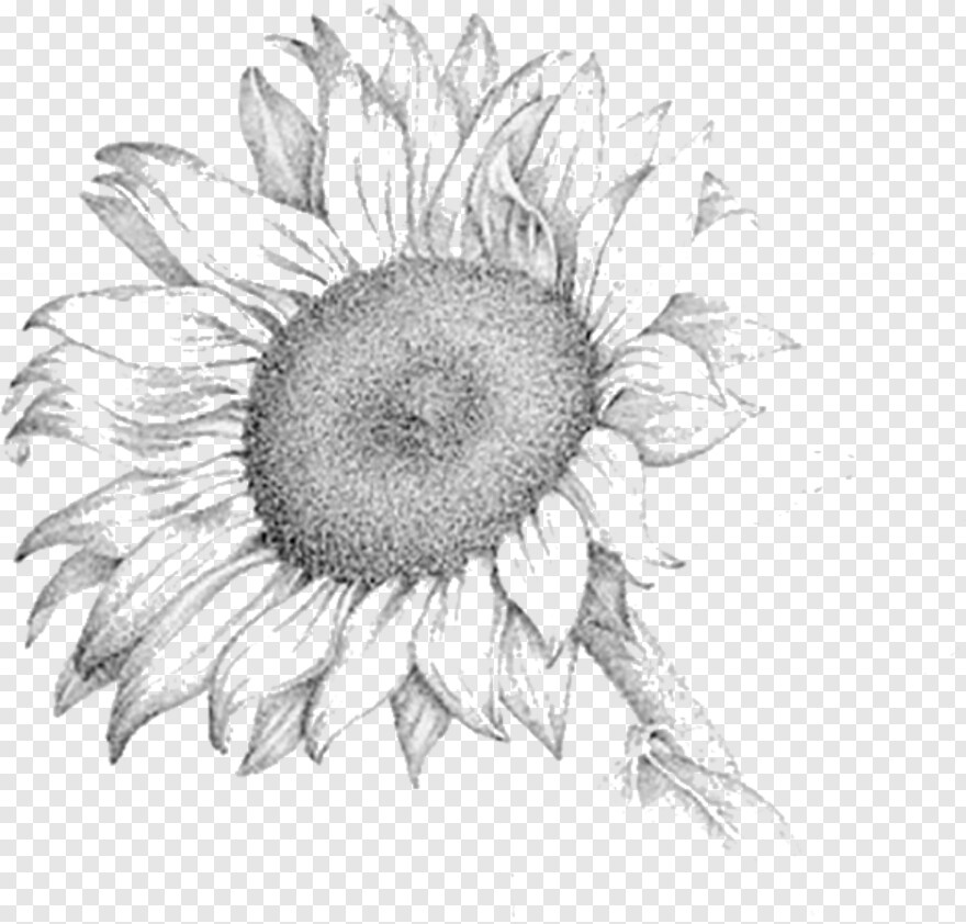  Pencil, Tree Sketch, Sunflower Vector, Sunflower Clipart, Sunflower, Pencil Icon